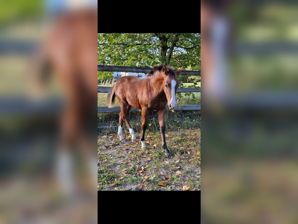 American Quarter Horse Mare 1 year Brown in Lest