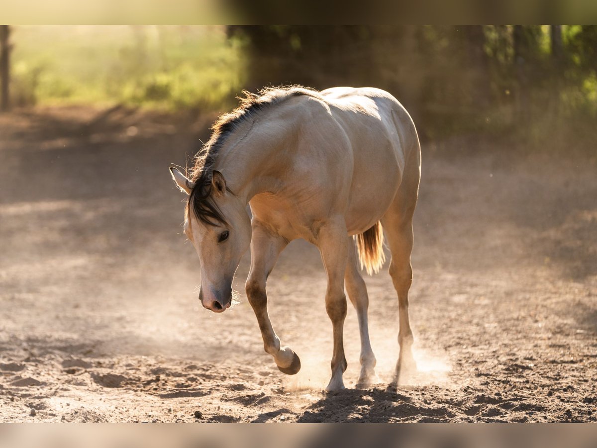 American Quarter Horse Mare 1 year Buckskin in Sankt Leon-Rot