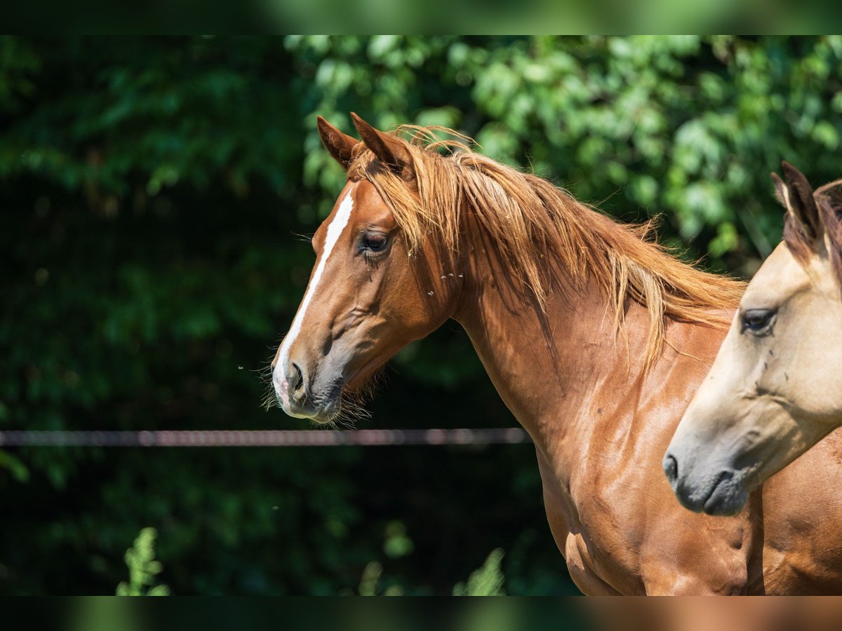 American Quarter Horse Mare 1 year Chestnut-Red in Dietenheim