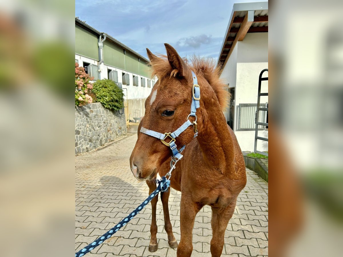 American Quarter Horse Mare 1 year Chestnut in Windeck