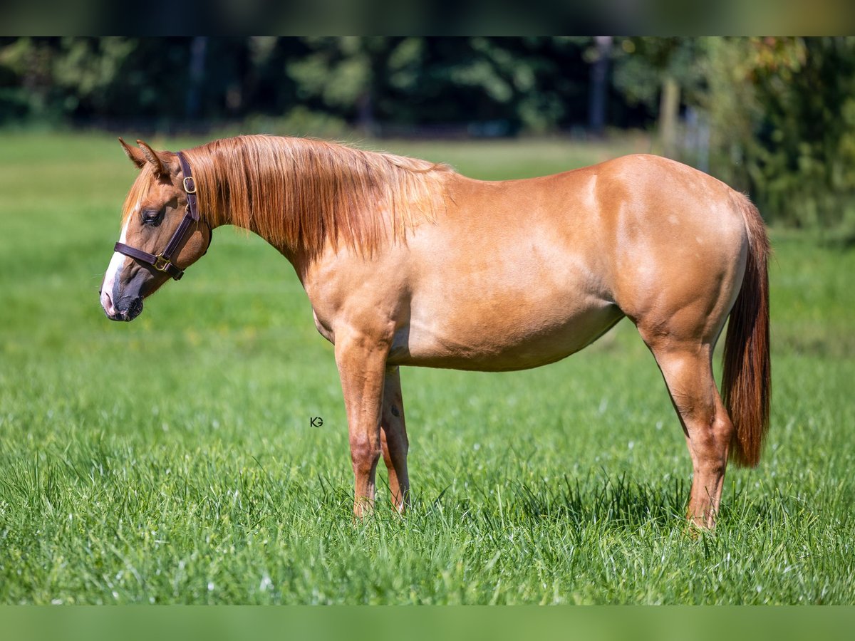 American Quarter Horse Mare 1 year Red Dun in Eisenpalmsdorf