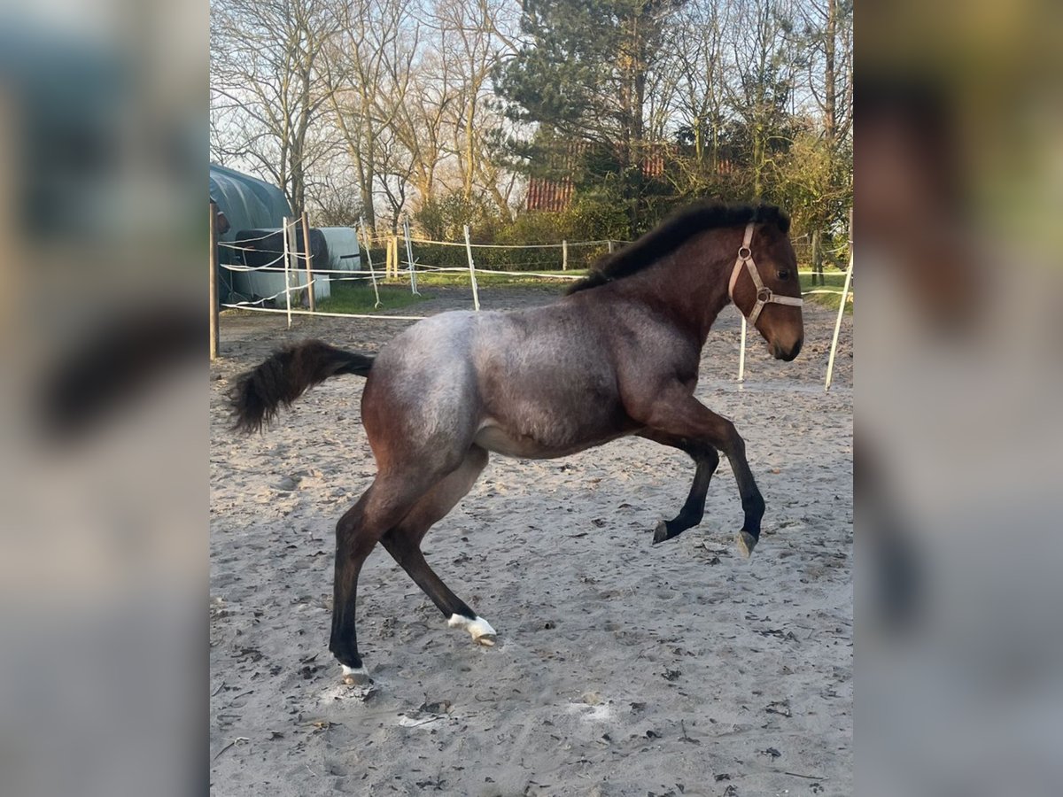 American Quarter Horse Mare 1 year Roan-Bay in Wangerland Hohenkirchen