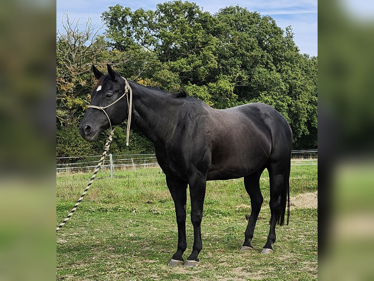 American Quarter Horse Mare 20 years 15 hh Black in Luxemburg