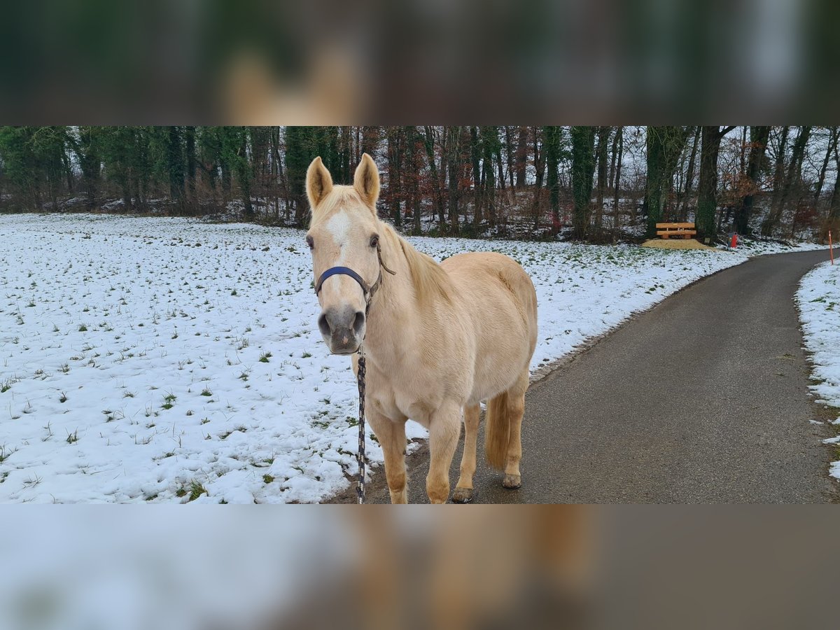 American Quarter Horse Mare 20 years 15,1 hh Palomino in Dullikendulliken