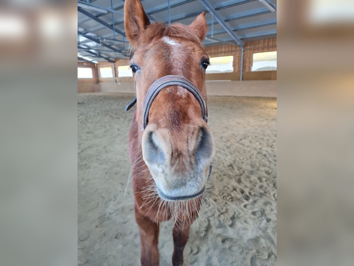 American Quarter Horse Mare 21 years 15 hh in Völkermarkt