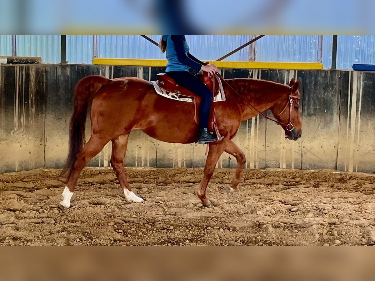 American Quarter Horse Mare 23 years 14,2 hh Chestnut-Red in Rheda-Wiedenbr&#xFC;ck