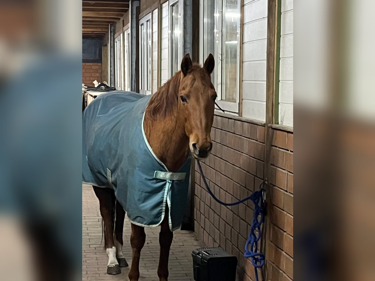 American Quarter Horse Mare 23 years 14,2 hh Chestnut-Red in Rheda-Wiedenbr&#xFC;ck