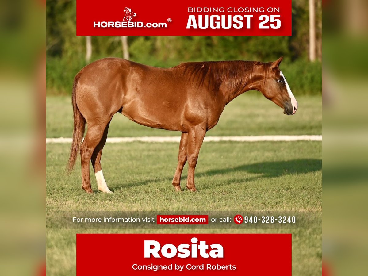 American Quarter Horse Mare 2 years 13,3 hh Sorrel in Waco, TX