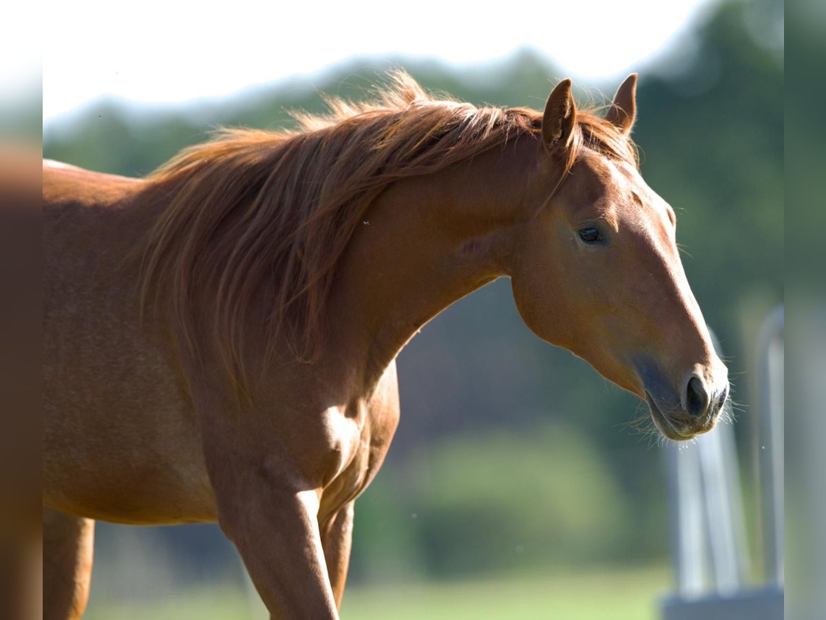American Quarter Horse Mare 2 years 13,2 hh in Rathenow