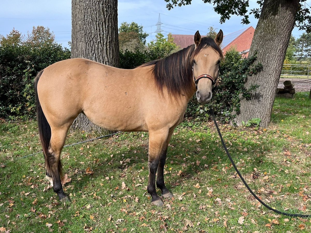 American Quarter Horse Mare 2 years 14,1 hh Buckskin in Stolzenau