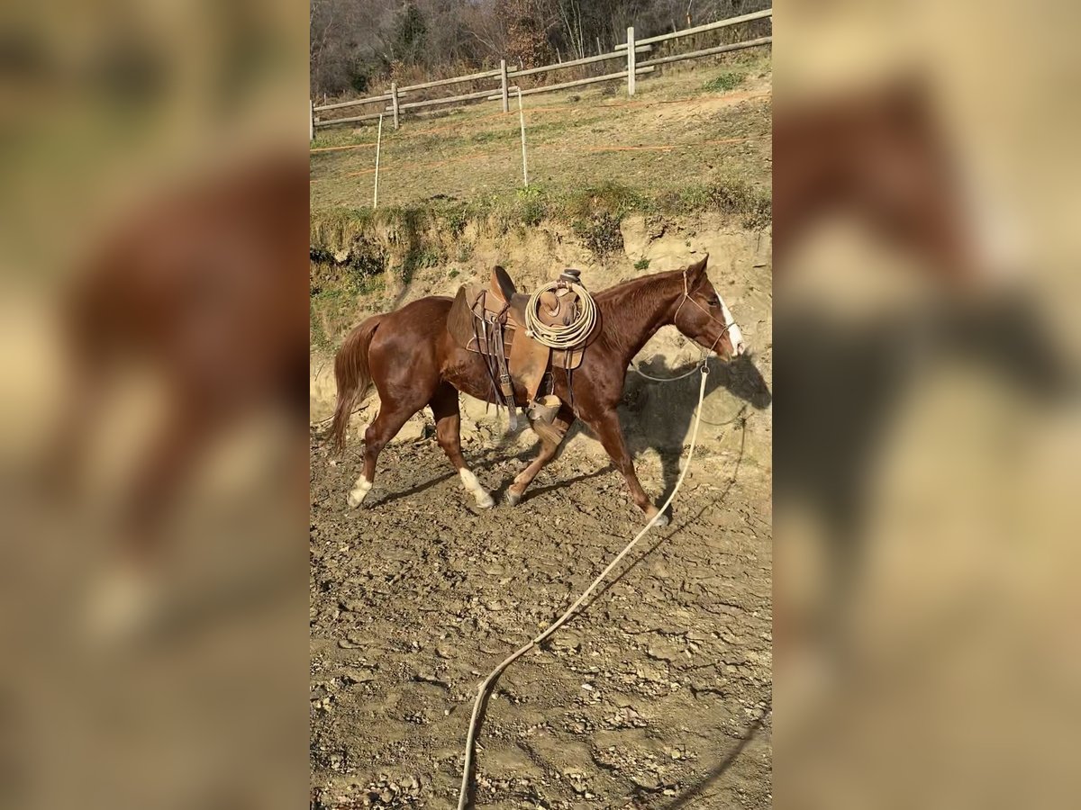 American Quarter Horse Mare 2 years 14,1 hh Chestnut-Red in Rossana