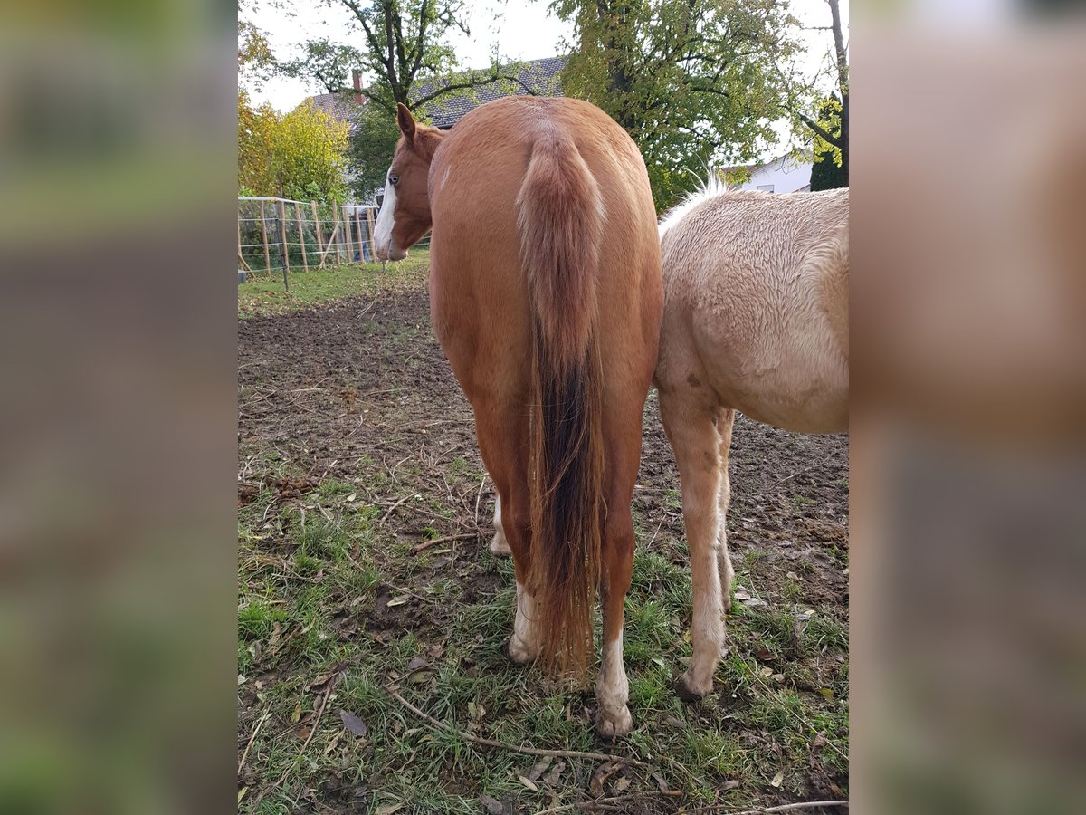 American Quarter Horse Mare 2 years 14,1 hh Chestnut in Apfeldorf