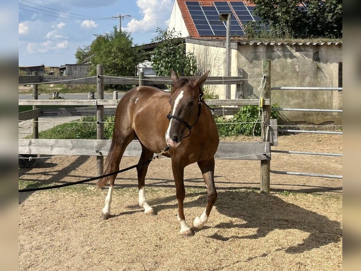 American Quarter Horse Mare 2 years 14,1 hh Chestnut in Rottweil