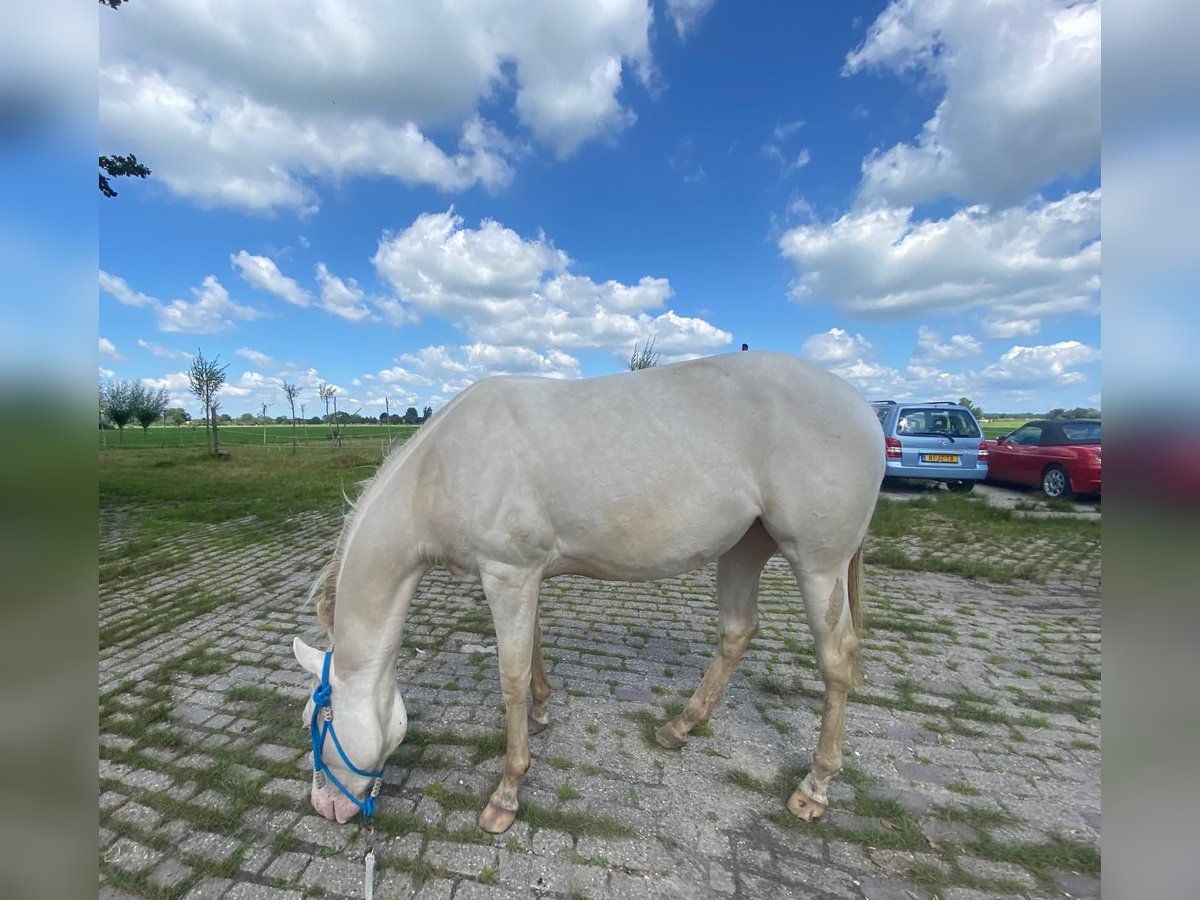 American Quarter Horse Mare 2 years 14,1 hh Perlino in Kortenhoef