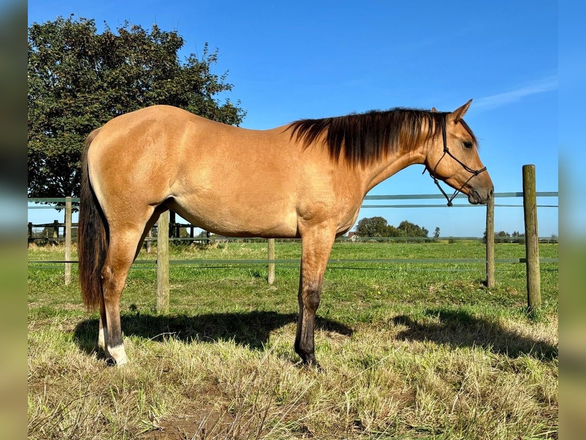 American Quarter Horse Mare 2 years 14,1 hh Red Dun in Schwalmtal