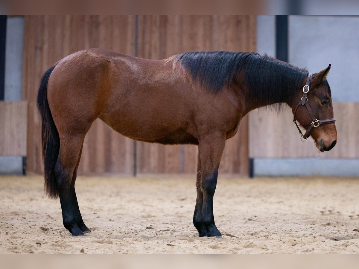 American Quarter Horse Mare 2 years 14,2 hh Brown in Koningshooikt