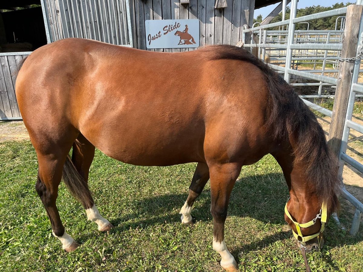 American Quarter Horse Mare 2 years 14,2 hh Brown in Reichweiler