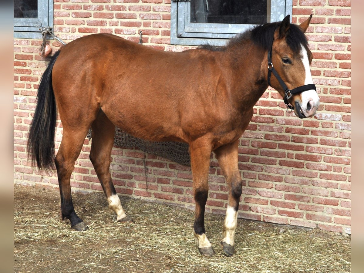 American Quarter Horse Mare 2 years 14,2 hh Buckskin in Herselt