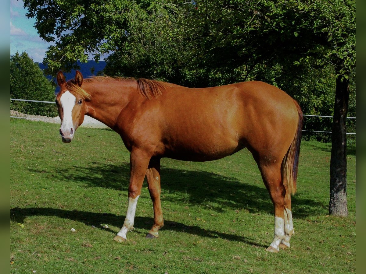 American Quarter Horse Mare 2 years 14,2 hh Chestnut-Red in Alfeld (Leine)