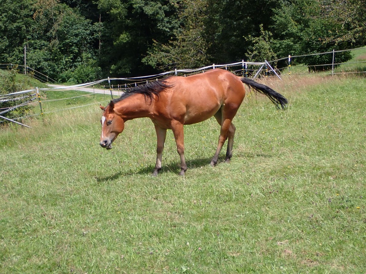 American Quarter Horse Mare 2 years 14,2 hh Chestnut in Bernried