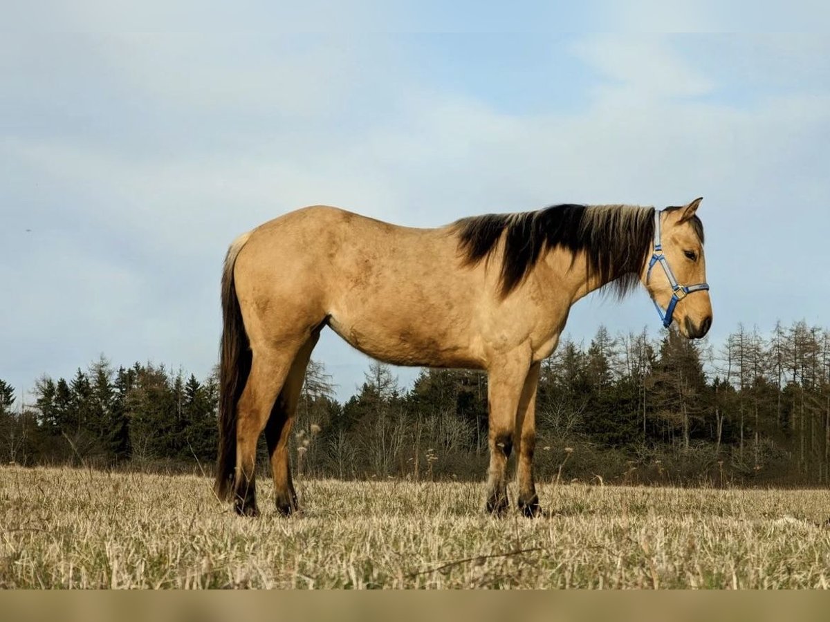 American Quarter Horse Mare 2 years 14,2 hh Dunalino in Deggenhausertal