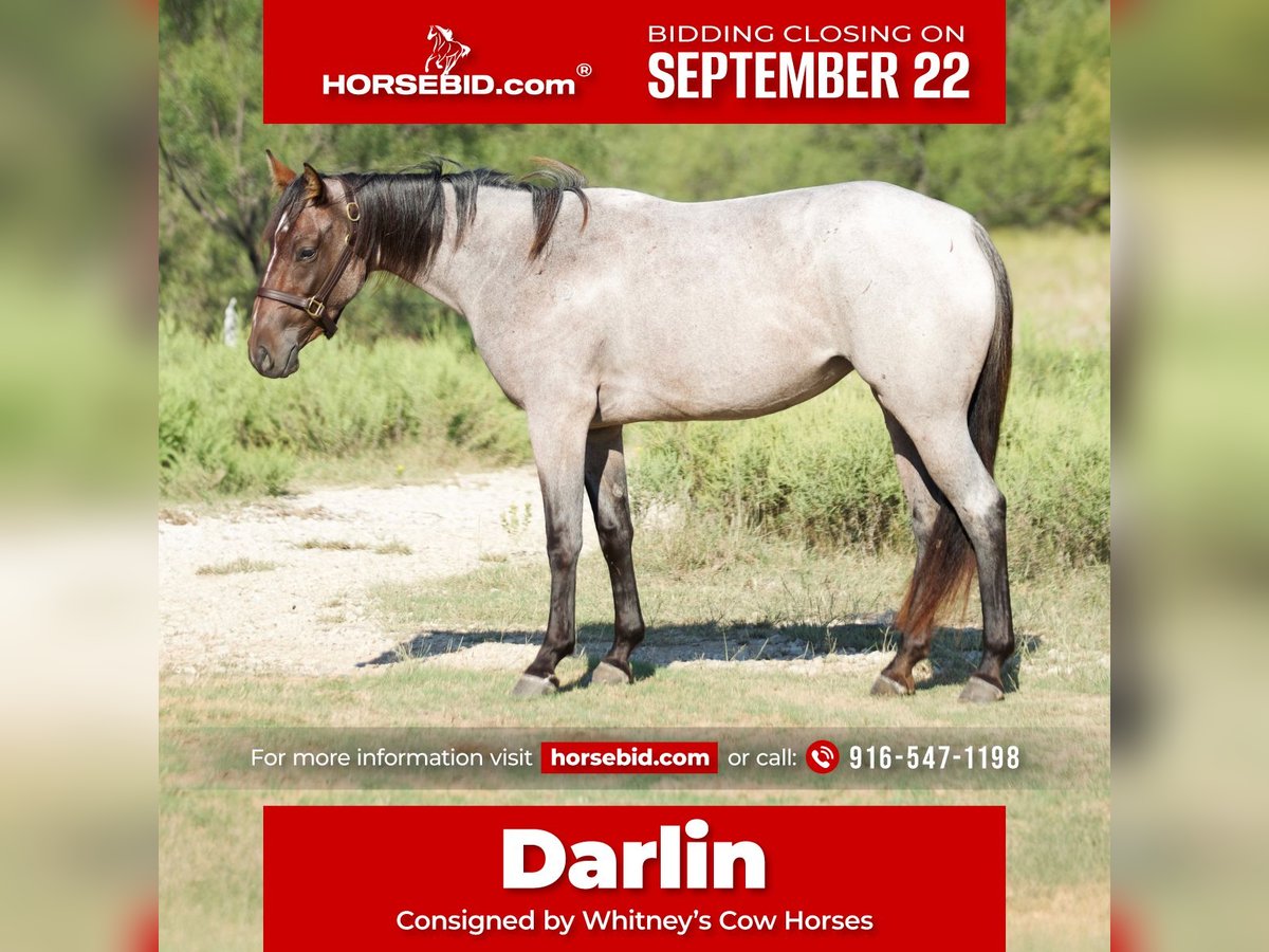 American Quarter Horse Mare 2 years 14,2 hh Roan-Bay in Graham