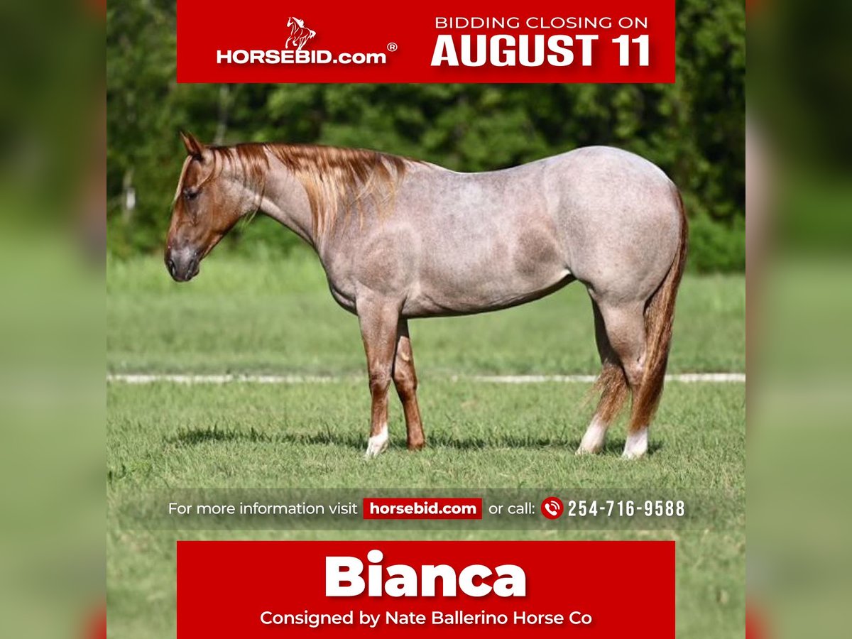 American Quarter Horse Mare 2 years 14,2 hh Roan-Red in Waco, TX