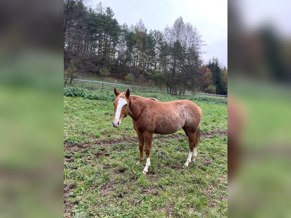 American Quarter Horse Mare 2 years 14,2 hh Roan-Red in Bamberg