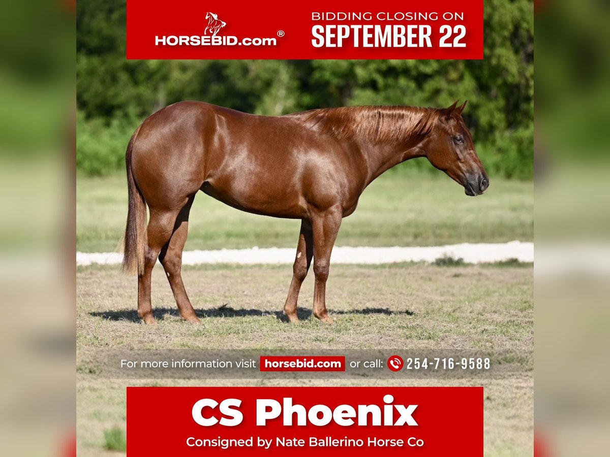 American Quarter Horse Mare 2 years 14,2 hh Sorrel in Waco