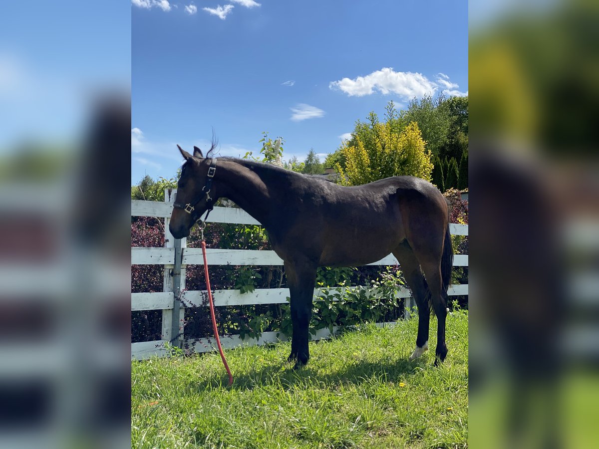 American Quarter Horse Mix Mare 2 years 14,3 hh Bay-Dark in Skrzyszów