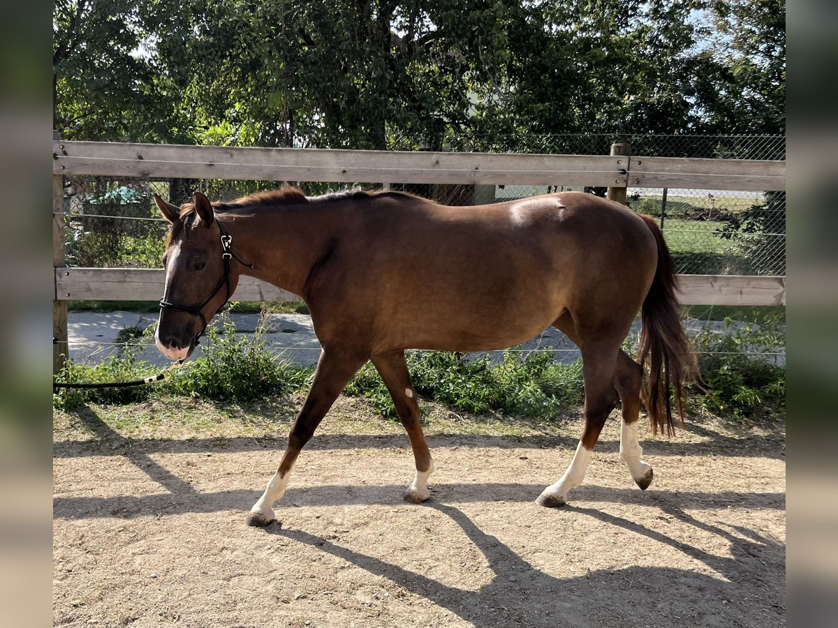 American Quarter Horse Mare 2 years 14,3 hh Chestnut in Freystadt