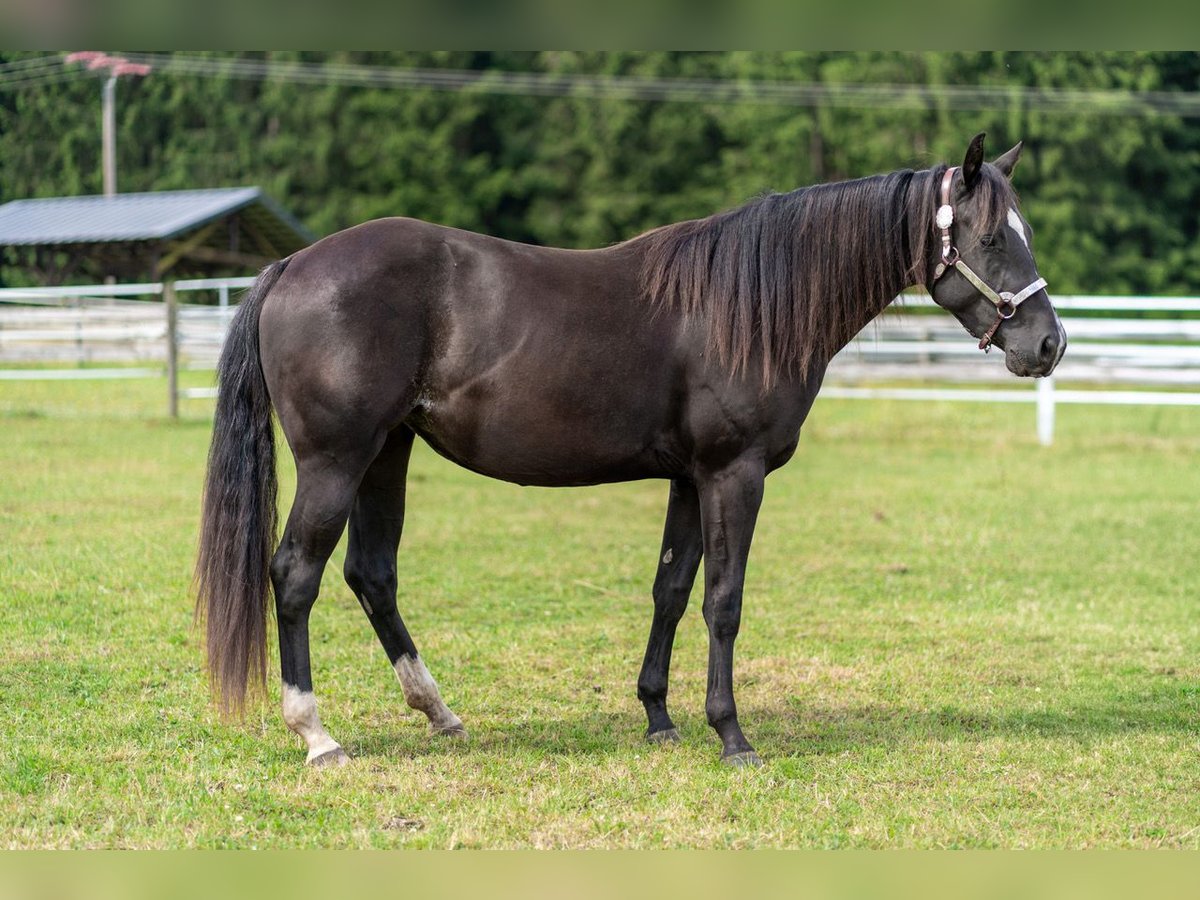 American Quarter Horse Mare 2 years 14,1 hh Black in Dahlem