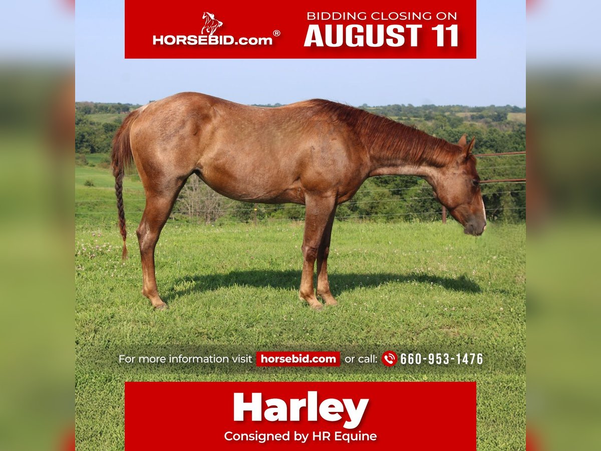 American Quarter Horse Mare 2 years 14,1 hh Roan-Red in Princeton, MO