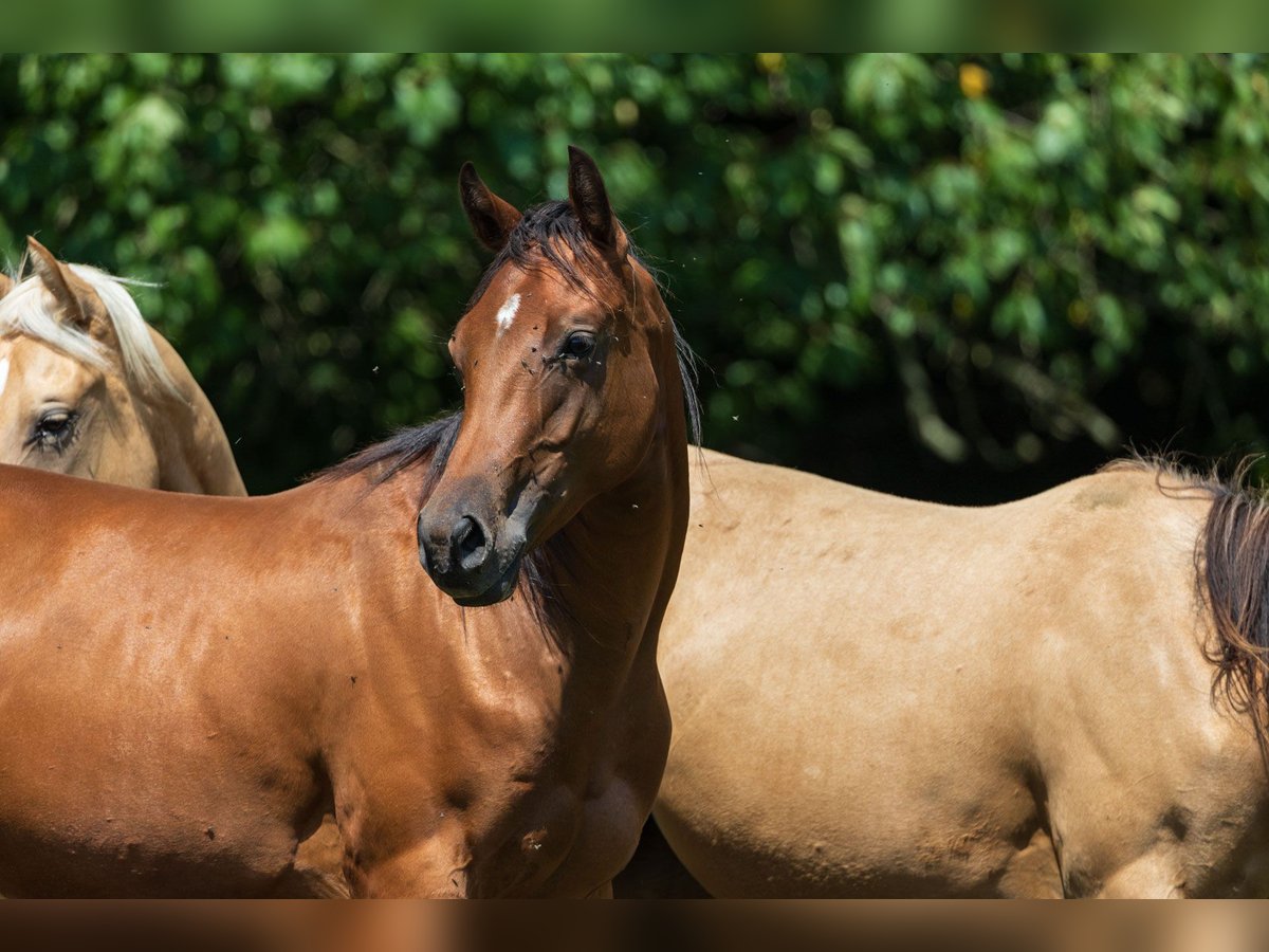 American Quarter Horse Mare 2 years 14,2 hh Brown in Dietenheim