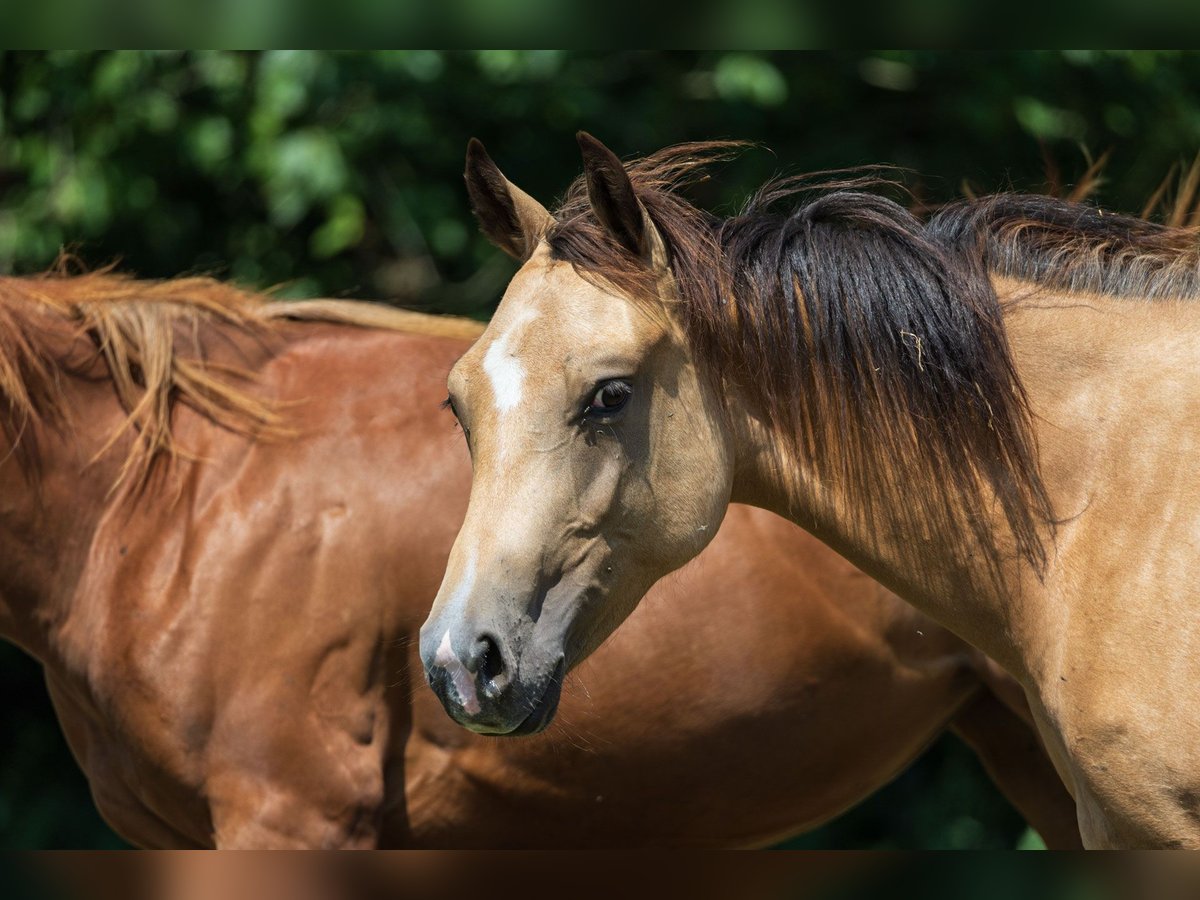 American Quarter Horse Mare 2 years 14,2 hh Buckskin in Dietenheim