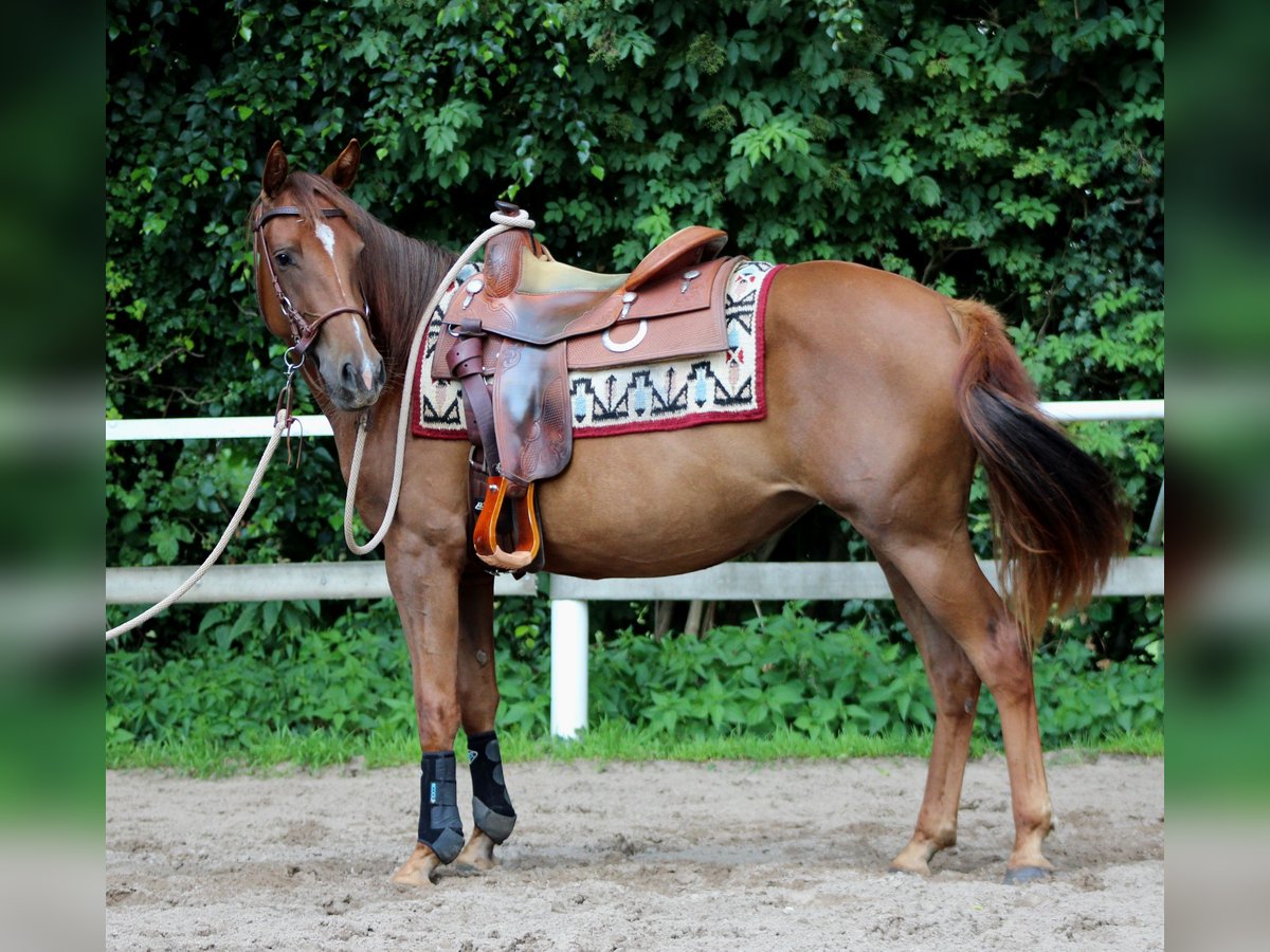 American Quarter Horse Mare 2 years 14,2 hh Chestnut in Stade