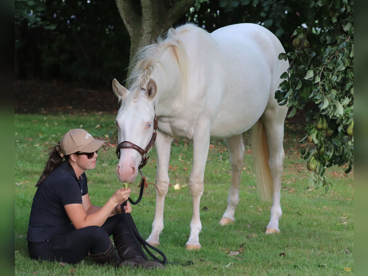 American Quarter Horse Mix Mare 2 years 14,2 hh Perlino in Oberlangen