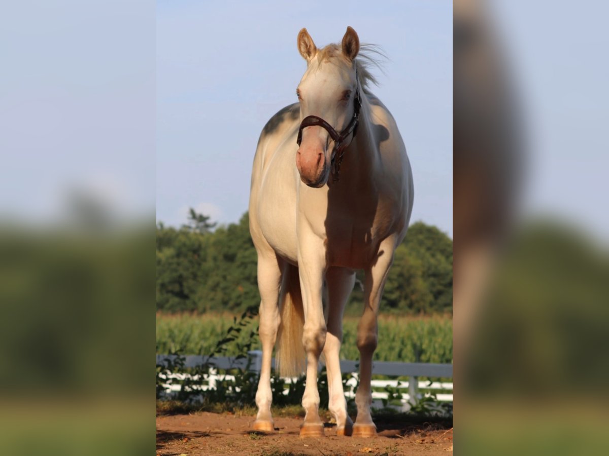 American Quarter Horse Mix Mare 2 years 14,2 hh Perlino in Oberlangen