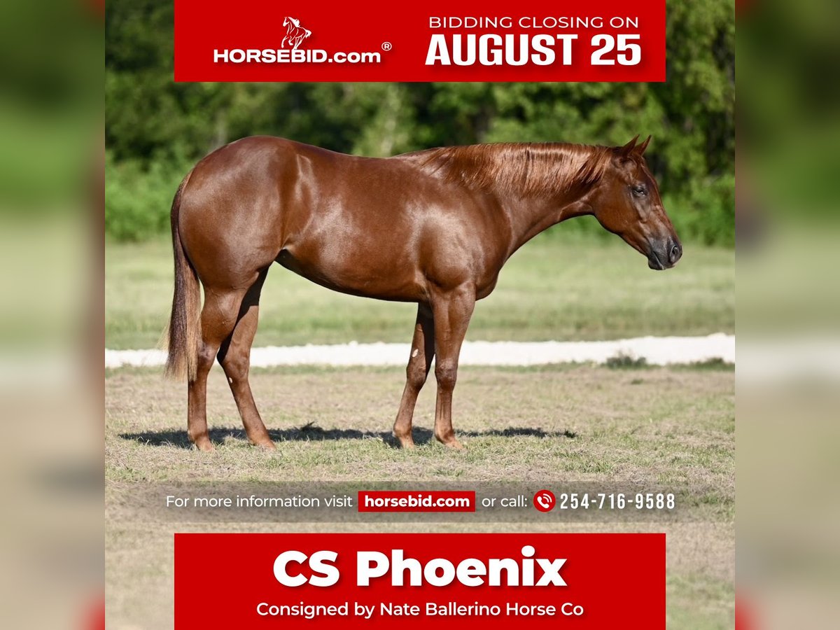 American Quarter Horse Mare 2 years 14,2 hh Sorrel in Waco, TX