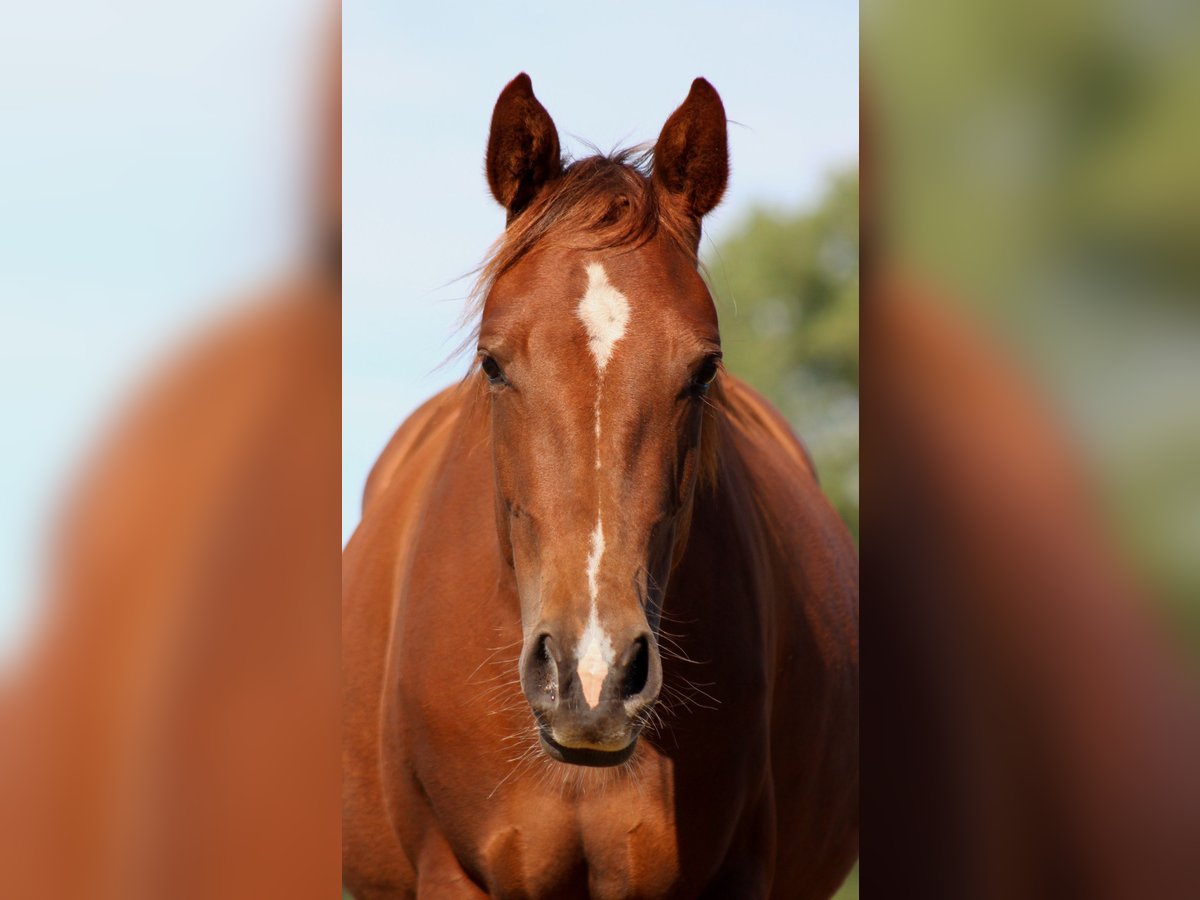 American Quarter Horse Mare 2 years 14,3 hh Chestnut in Stade