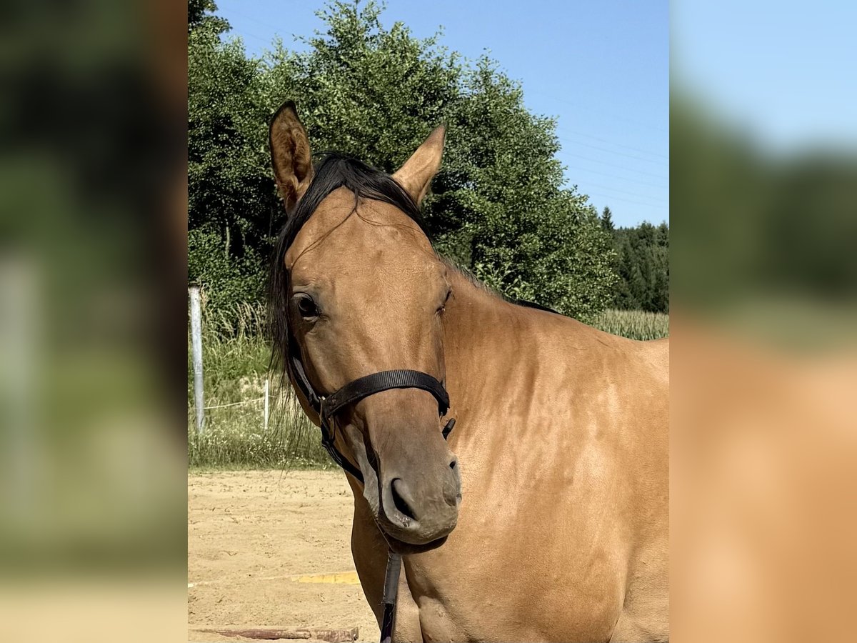 American Quarter Horse Mare 2 years 14,3 hh Dun in Ampflwang