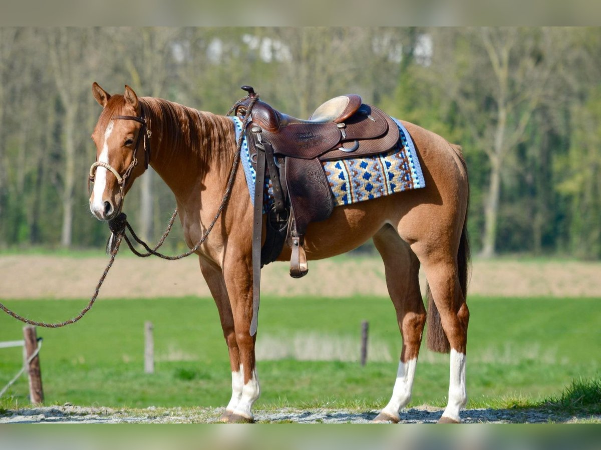 American Quarter Horse Mare 2 years 14,3 hh Red Dun in Alfeld (Leine)