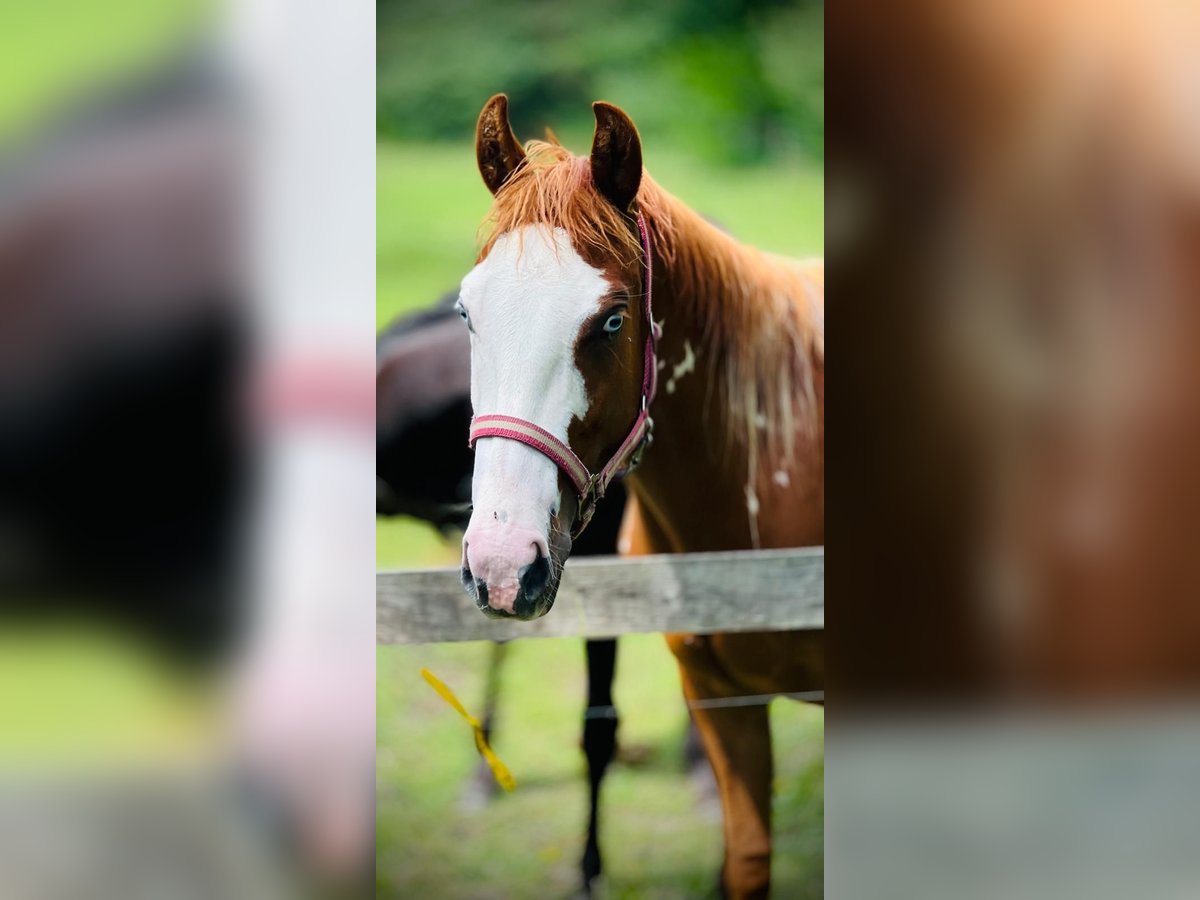 American Quarter Horse Mix Mare 2 years 14,3 hh Sorrel in Kemzeke
