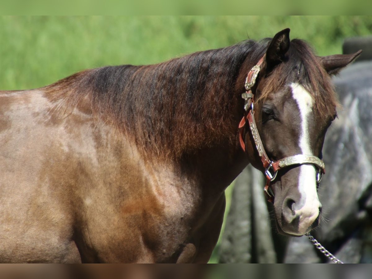 American Quarter Horse Mare 2 years 15,1 hh Bay-Dark in Schwarzach