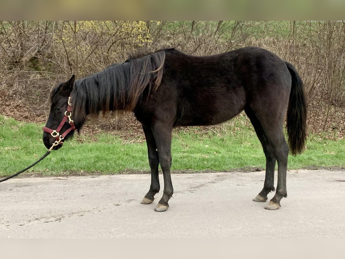American Quarter Horse Mare 2 years 15,1 hh Black in Haltern am See