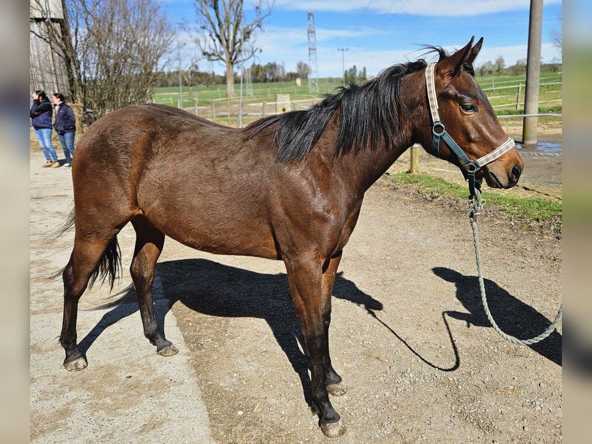 American Quarter Horse Mare 2 years 15,1 hh Brown in Bad Schussenried