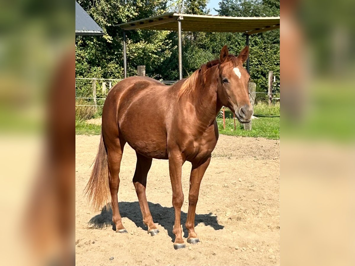 American Quarter Horse Mare 2 years 15,1 hh Chestnut-Red in Haltern am See