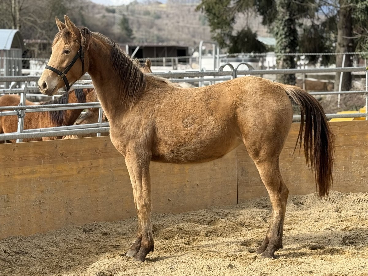 American Quarter Horse Mix Mare 2 years 15,2 hh Champagne in Waldshut-Tiengen