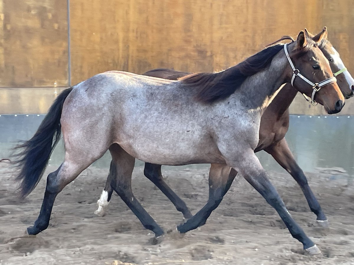 American Quarter Horse Mare 2 years 15,2 hh Roan-Bay in Stahnsdorf