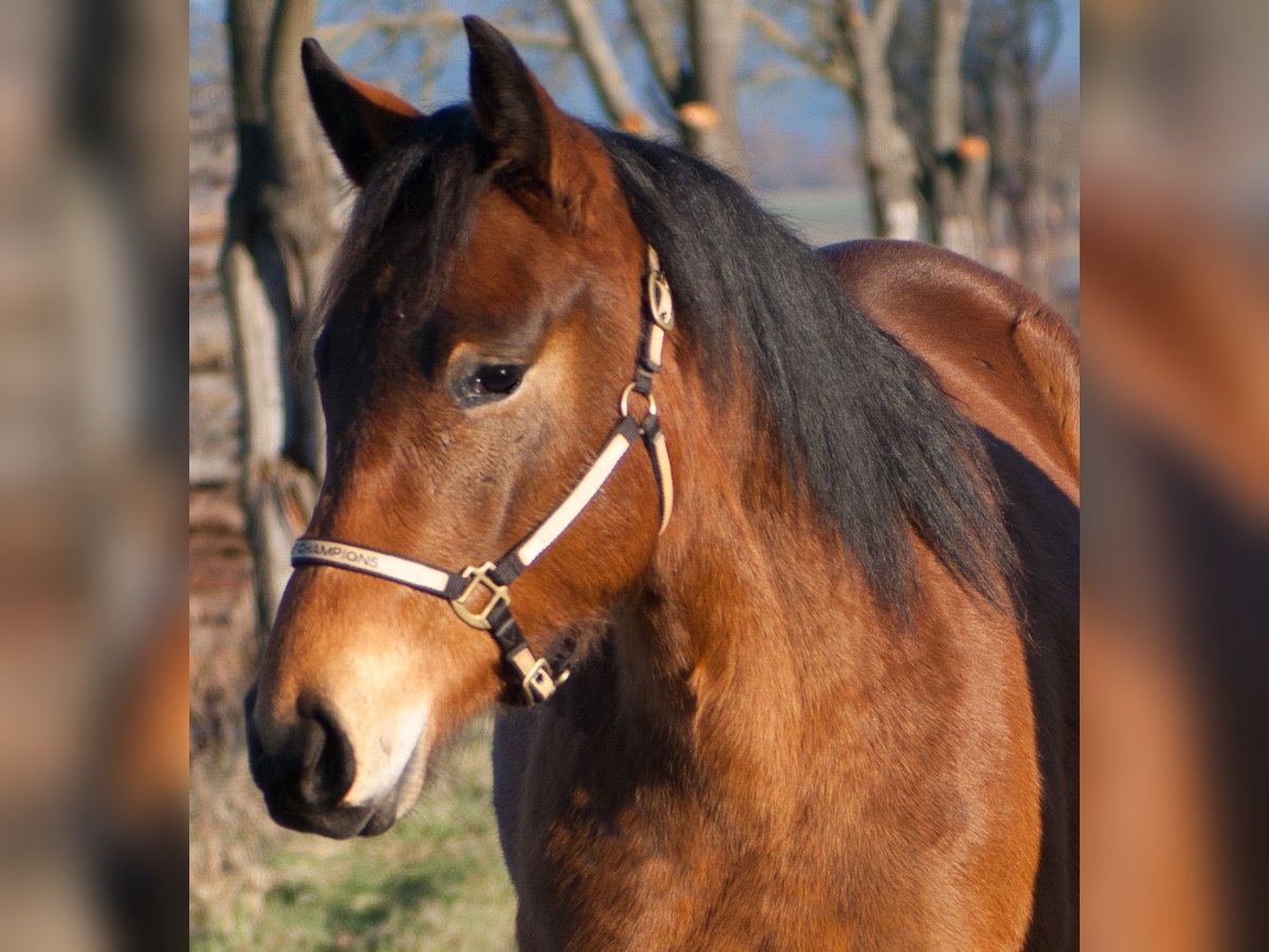 American Quarter Horse Mare 2 years 15 hh Brown in Rudolstadt